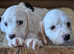 English setter puppies