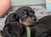 Standard Dachshund Puppies - Absolutely beautiful mixed Litter!