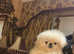 Stunning high quality white Pekingese puppies