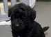 2 Jackapoo puppies ready for there new homes