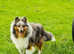 Beautiful blue Merle sheltie girl