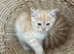 Scottish fold and straight kittens