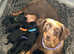 Standard Dachshund Puppies - Absolutely beautiful mixed Litter!