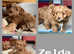 Quality F1 Havanese x Toy poodle