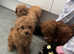 miniature poodle puppy's for sale