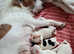 5 Gorgeous Cute Chihuahua Jack Russell Hybrids