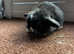 Three stunning mini lop babies