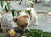 Short-legged, Small type Jack Russell Puppies