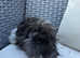 Long haired baby male guinea pigs.