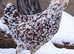 Speckled Pullets Available - excellent layers