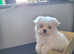 Pedigree Pure  Miniature Maltese puppy with KC parent
