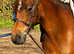 Stunning bay mare