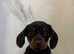 Beautiful dachshund read to go