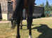 Stunning tb gelding