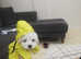 Korean maltese terrier for sale