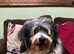 Havanese Male Adult