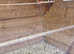 CONURES BREEDING PAIR