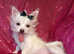 XXXXS F1 Teacup White Fluffy Maltese X Chihuahua Malchi Boy Puppy 5 months old