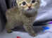 Last baby boy Rare Selkirk Rex Scottish folds
