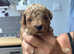 Stunning Toy Poodle Pups for Sale