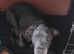 Blue Staffordshire bull terrier