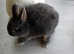 Baby BLUE Otter Netherland Dwarf boy