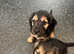 Adorable Cocker Spaniel puppies for sale