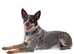 Australian cattle dog requires a new home to shift Australian cattle dog requires a new home to shift