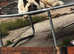 Puppy's for sale