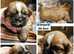 Meet Bella & Billy's Brood *Mum-Karashishi Shih Tzu *Dad-Imperial Shih Tzu