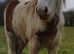 14h mare to make 14.2