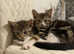 2 Kittens for sale