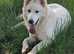 KC registered White Swiss Shepherd puppies