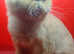 Red Exotic Persian Female