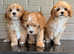 Cavapoos