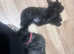 Male scottie for sale .