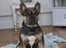 Beautiful example of a French bulldog for stud