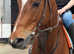 Stunning potential events/ show horse