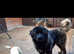 3 yr old male caucasian shepherd