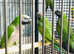 Baby Derbyan Talking parrot