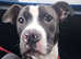 Staffie cross for rehome