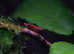 Fire Red cherry shrimp grade A + B