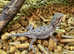 Rankins Dragons with Short Tails at Birmingham Reptiles