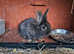 Lionhead baby rabbit