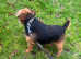 Black and Tan Lakeland terrier bitch for sale