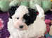 Maltipoo puppies ready now