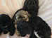 Shih Tzu (Last boy)