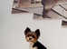 Pedigree BIEWER Yorkshire Terrier puppies in Manchester