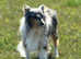 Beautiful blue Merle sheltie girl