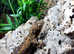 Pine Island Chahoua Mossy Gecko Juvenile Male